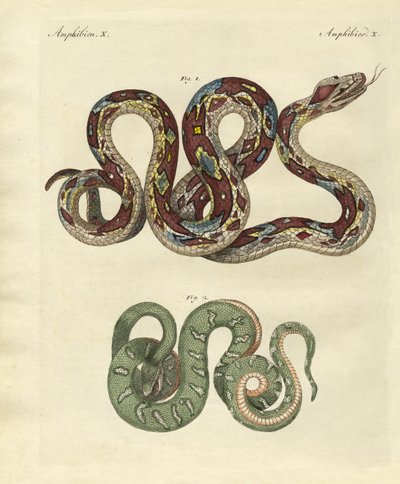 Serpente terribile da German School